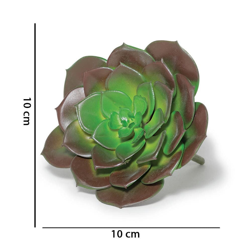 Suculenta Permanente 10 x 10cm D'Rossi