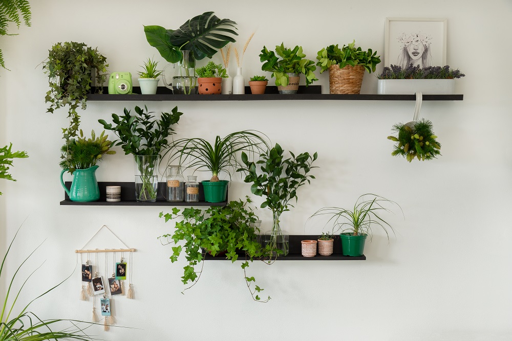 Planta em vaso em casa doente. folhas de plantas em vaso, com