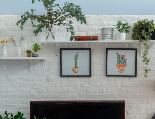 como cuidar de suculentas pequenas em um ambiente de sala de estar com prateleiras, rack, diversos tipos de plantas e itens decorativos.