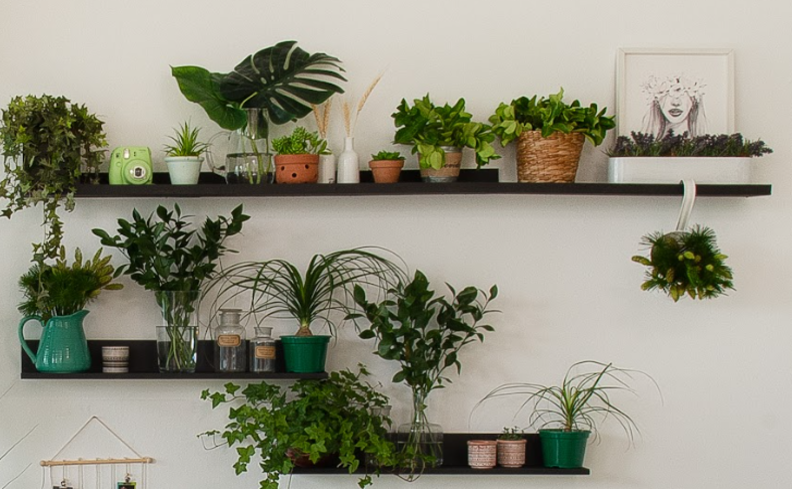 diversos tipos de planta para banheiro em uma prateleira com diversos tipos em vasos.
